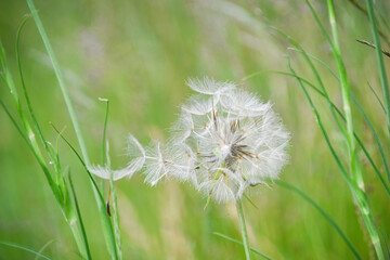 Dandelion seeds blowing from the plant with green meadow background