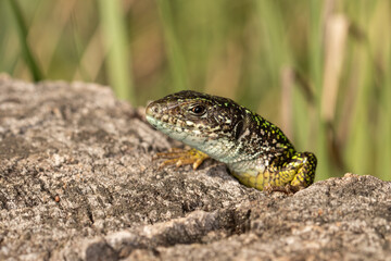 The European green lizard, Lacerta viridis, warming up on the summer sunlight