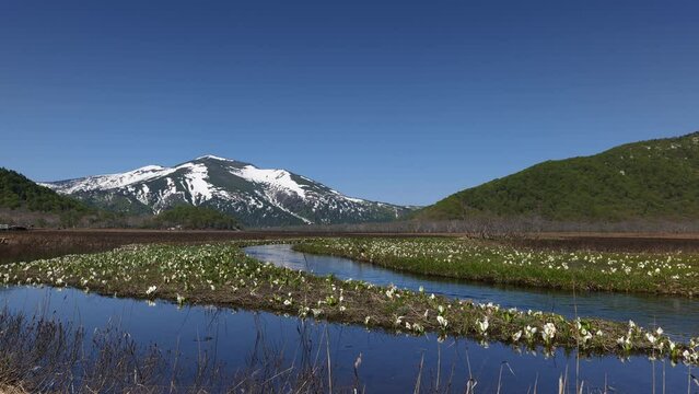 尾瀬ヶ原　至仏山とミズバショウ