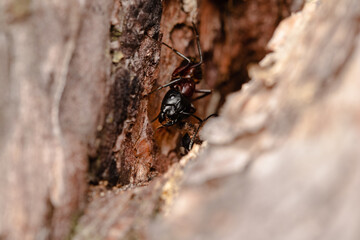 Black garden ant or common black ant
