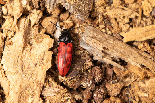 Click beetle close-up