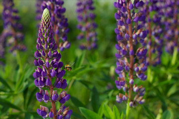 lupin purple flowers with flying bumblebee