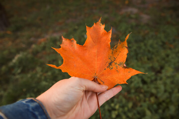 Orange maple leaf in female hand on nature green grass background. Colorful maple leaves in the girl's hand. Autumn mood