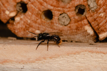 Common wild bee