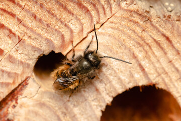 Common wild bee