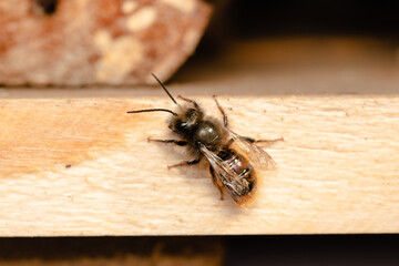 Common wild bee