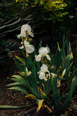 Iris germanica, White bearded iris flower in garden, dark background