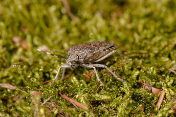 Heteroptera bug close detail image