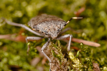 Heteroptera bug close detail image