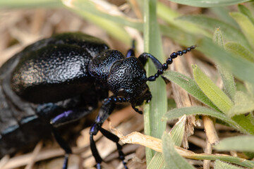 The blister beetle closeup