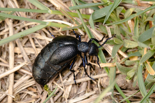 The blister beetle closeup