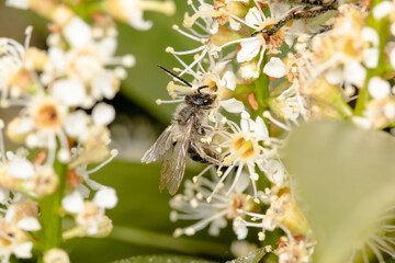 Common wild bee