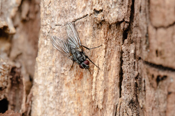 The houseflz sitting on plant