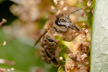Common wild bee