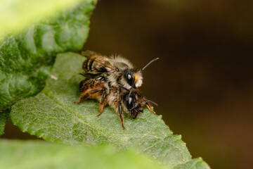 Common wild bee