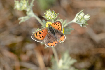 Obraz premium Butterfly resting on a leaf in a colorful garden meadow