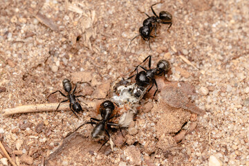 Cooperation among ants close up