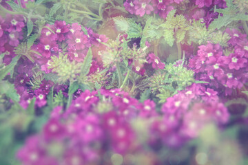 verbena verbenas or vervains blooming in garden