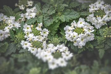 verbena verbenas or vervains blooming in garden