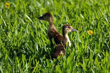 Pair of ducklings on the grass