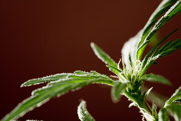 detail of marijuana flower pistils on a brown background 