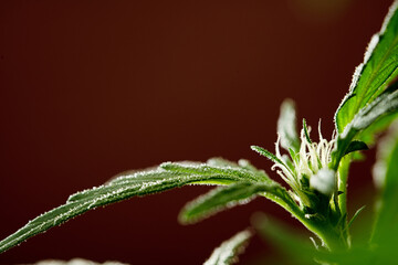 detail of marijuana flower pistils on a brown background 