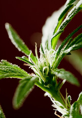 Fototapeta na wymiar detail of marijuana flower pistils on a brown background 