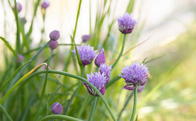 Purple Chive Flowers