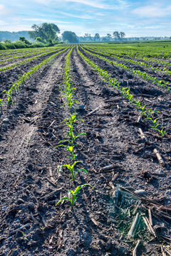 Vertical image of corn emerging from the ground in rows