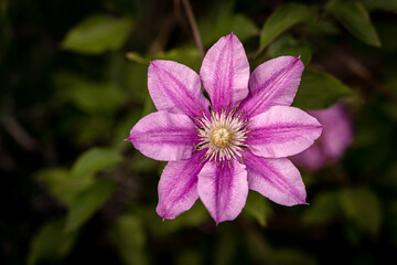 Clematis pink flower, top view, green and black bg