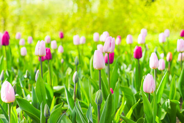 Obraz na płótnie Canvas Beautiful spring garden bathed in sunlight, a flowerbed of pink and purple tulips