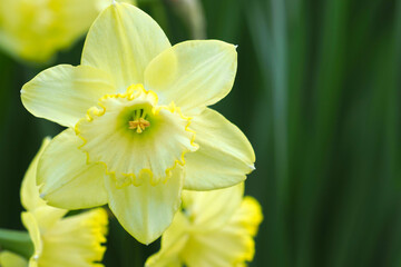 Daffodil or narcissus Saint Patrick's Day outdoors in the spring, sunlight, copy space