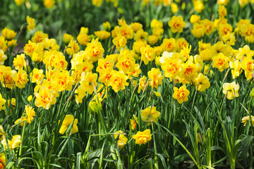 Fototapeta premium Flower bed of daffodils or narcissus Tahiti, yellow & red flowers in garden, sunny spring