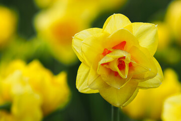 Daffodil or narcissus Tahiti, yellow & red flowers in garden, sunny spring - 509267820