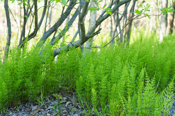 Green stems of field horsetail or Equisetum arvense growing in a forest - 509267829
