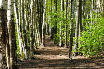 Hiking trail among birch trunks on a hillside, summer day