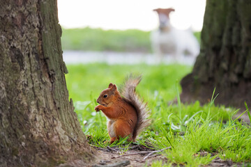 Jack Russell dog watching a squirrel chewing on a nut in a city park