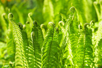 Green leaves of Matteuccia struthiopteris in sunlight, ostrich fern, fiddlehead fern or shuttlecock fern. Kogomi or kusasotetsu