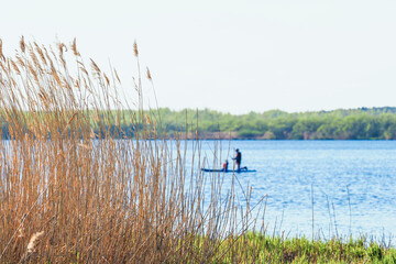 Paddling stand up paddleboard on a calm lake. Father with son, summer adventure. Reed beds in the foreground