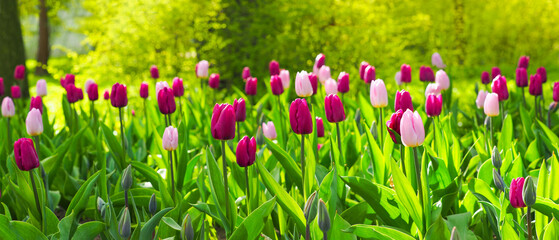 Panoramic view of a beautiful spring garden bathed in sunlight, a flowerbed of pink and purple tulips - 509267839