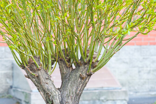 Gardening. Shaping the crown of a willow by trimming branches. Clipped top of a willow crown with new young green branches