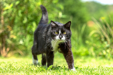 Portrait of a beautiful black and white tabby cat in a garden in summer outdoors, felis catus