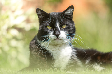 Naklejka na ściany i meble Portrait of a beautiful black and white tabby cat in a garden in summer outdoors, felis catus