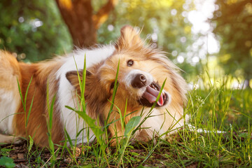 Happy Shetland sheepdog lying in a summer park and eating grass.