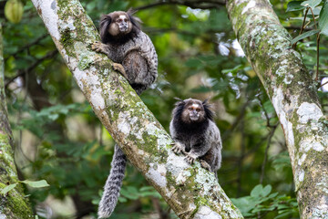 Monkeys on a tree. Several monkeys are watching from the tree. Little monkey marmoset. The smallest primates. Humanoid apes. Funny, fluffy, cute monkeys