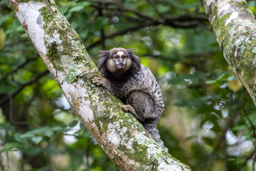 Monkeys on a tree. Several monkeys are watching from the tree. Little monkey marmoset. The smallest...