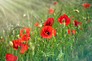Blooming red poppies and sunny summer meadow	
