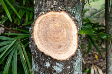 Round saw cut of a tree branch with annual rings in the Brazilian rainforest