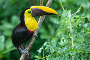 Bird with bill. Big beak bird Chesnut-mandibled Toucan sitting on the branch in tropical rain with...
