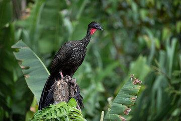 Crested guan (Penelope purpurascens) in Costa Rica